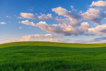 Beautiful green field of young shoots of cereals on the background the blue sky with beautiful pink clouds