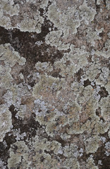 Lichen covering old concrete texture