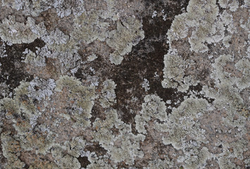 Closeup of moss and lichen growing on old concrete