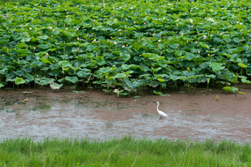 麻機遊水地の蓮畑にいるサギ