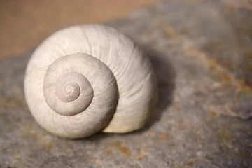 Poster Empty white snail shell on rock, shallow depth of field © Alexandra