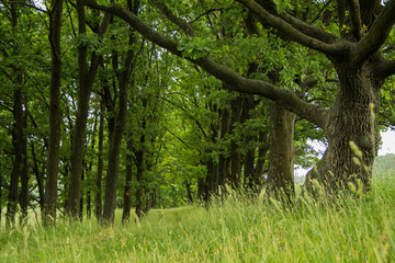Лесная дорога под кроной деревьев