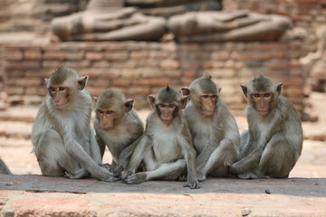 Naklejka premium Monkey Family