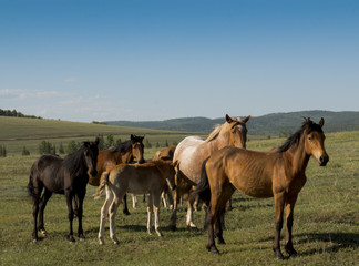 Fototapeta na wymiar Grazing wild horses among meadows