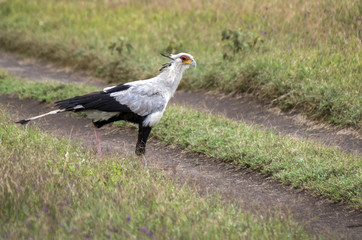 A bird Secretary walking along a path at Lake Nakuru