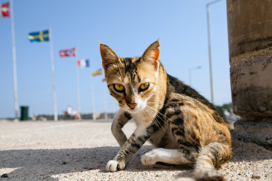 Cat in the port of Rhodes on the Mandraki  pier.