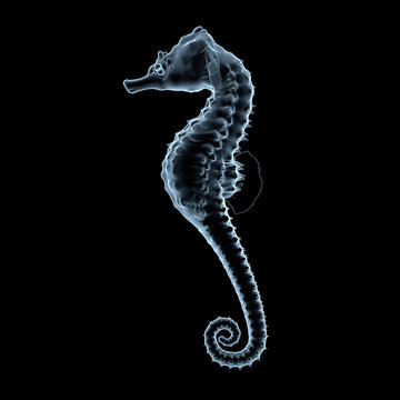 seahorse x-ray