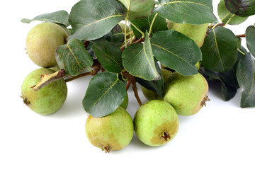European wild pear on white background.