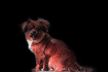 A half-breed red dog isolated on a black background