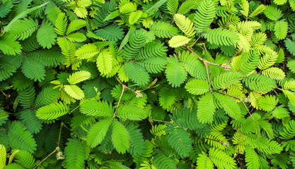 Leaves of Sensitive plant or mimosa pudica