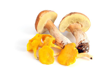 Penny bun and Golden Chanterelles mushrooms on white isolated background