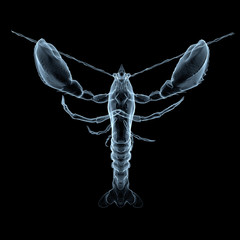 x-ray lobster