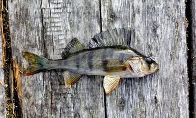 Freshly caught Siberian river perch