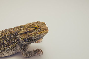 bearded dragon, exotic pet reptile resting, filter tone - 162745023