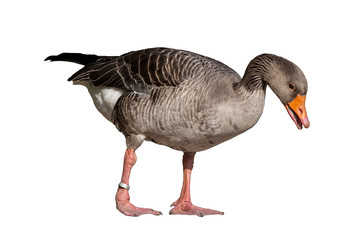 Graugans freigestellt vor weissem Hintergrund - Anser anser