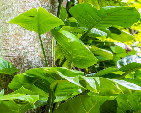 Fundo com planta na floresta.