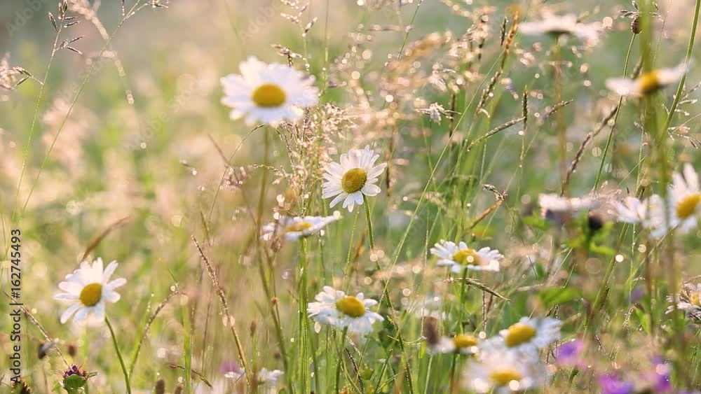 Wall mural close-up view of many wild plants of different kinds slightly moving in wind in charming soft light 
