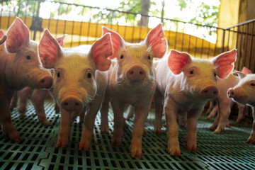 Suínocultura © Cesar Machado