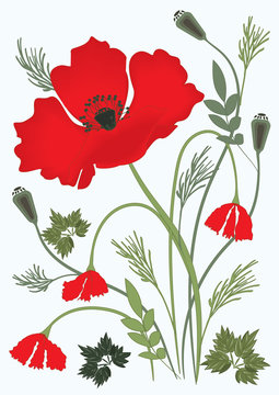 Wildflowers red poppy sprigs of herbs leaf on light background art modern creative vector illustration