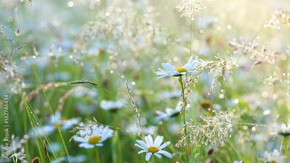 Wall mural close-up view of many wild plants of different kinds slightly moving in wind in charming soft light 