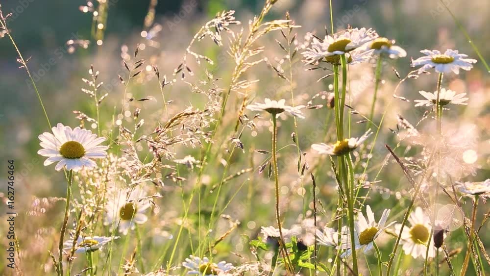 Wall mural close-up view of many wild plants of different kinds slightly moving in wind in charming soft light 