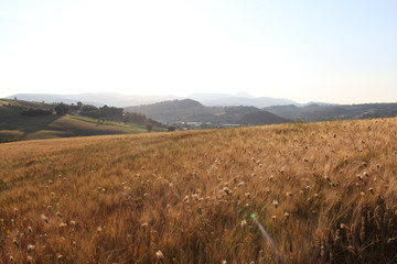 Obraz premium Paesaggio con campo di grano