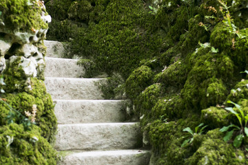 Fototapeta na wymiar Moss covered stairs in the forest in portugal