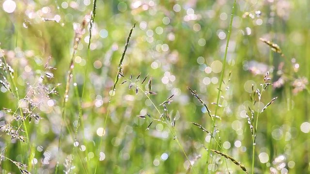 Beautiful morning charming nature background. Closeup of fresh wet wild grass with seeds covered with drops of dew in light of sun. Different plants growing in meadow in countryside area.