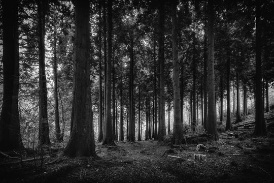 Idless woods near truro in cornwall england uk. Depp dark woods of mixed trees