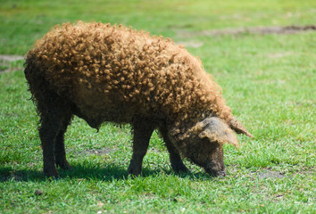Boar on the farm. The life of a pig.