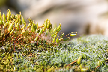 Fototapeta premium Fruiting bodies of moss looking like a miniature landscape.