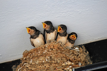 Swallow chicks are asked to eat