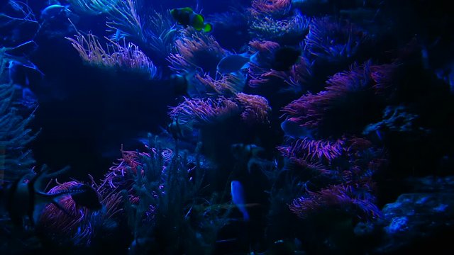 clownfishes in coral reef