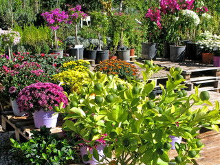 Flowers and decorative citrus in pots in garden center outdoors. In the foreground are...