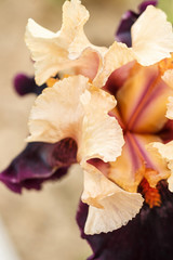 Beautiful multicolored iris flower.