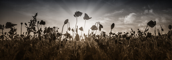 Poppies looking into the sun with a sunburst