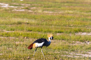 Crone crane on shore. Amboseli, Kenya	