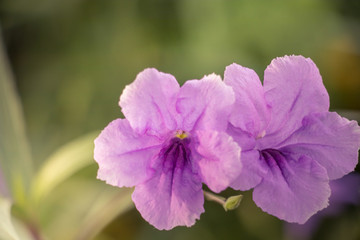 Ruellia squarrosa, flower pink, sunlight mornning background.