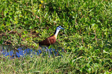 African Jacana on the Swamp of Amboseli, Kenya.	