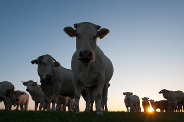 Cows at Dusk