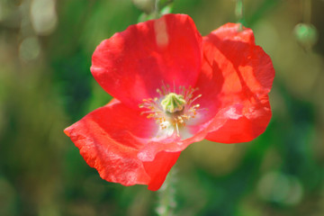 Obraz premium Crowned with red