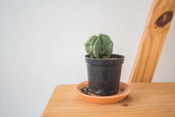 plant, cactus