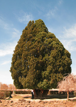 ancient living cypress tree, the Sarv-e-Abarqu in comparison with a local at Abarkuh , Iran