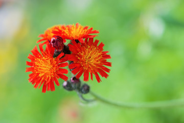 Garden orange hawkweed flower on a light green background, horizontal