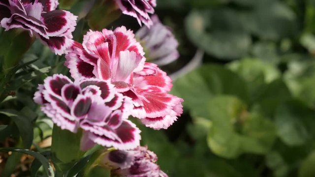 Miniature carnation plant in the garden slow motion 1920X1080 HD footage - Close-up of Dianthus caryophyllus Sunflor flower slow-mo 1080p FullHD video