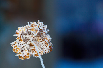 frozen plant