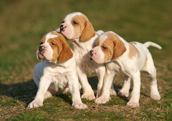 German shorthaired pointer dog puppies