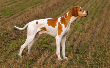 German shorthaired pointer dog