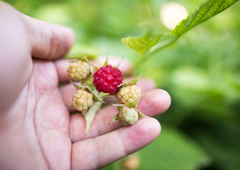 Naklejka na ściany i meble Juicy red berry raspberries in hand in the garden