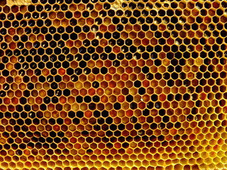 Bee bread. Honeycomb with pollen